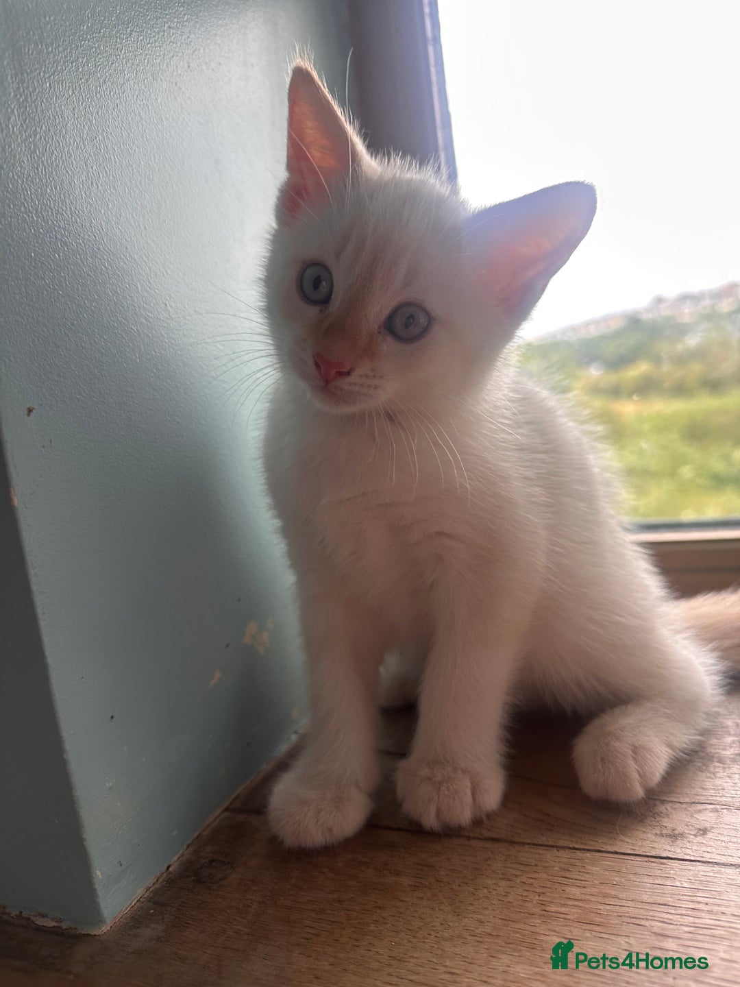 Mixed Breed cats for sale: Male Kitten for sale!  - Image 3