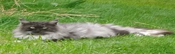 Maine Coon cats for sale: Pets or Breeding Maine Coon kittens in Manchester - Advert 4