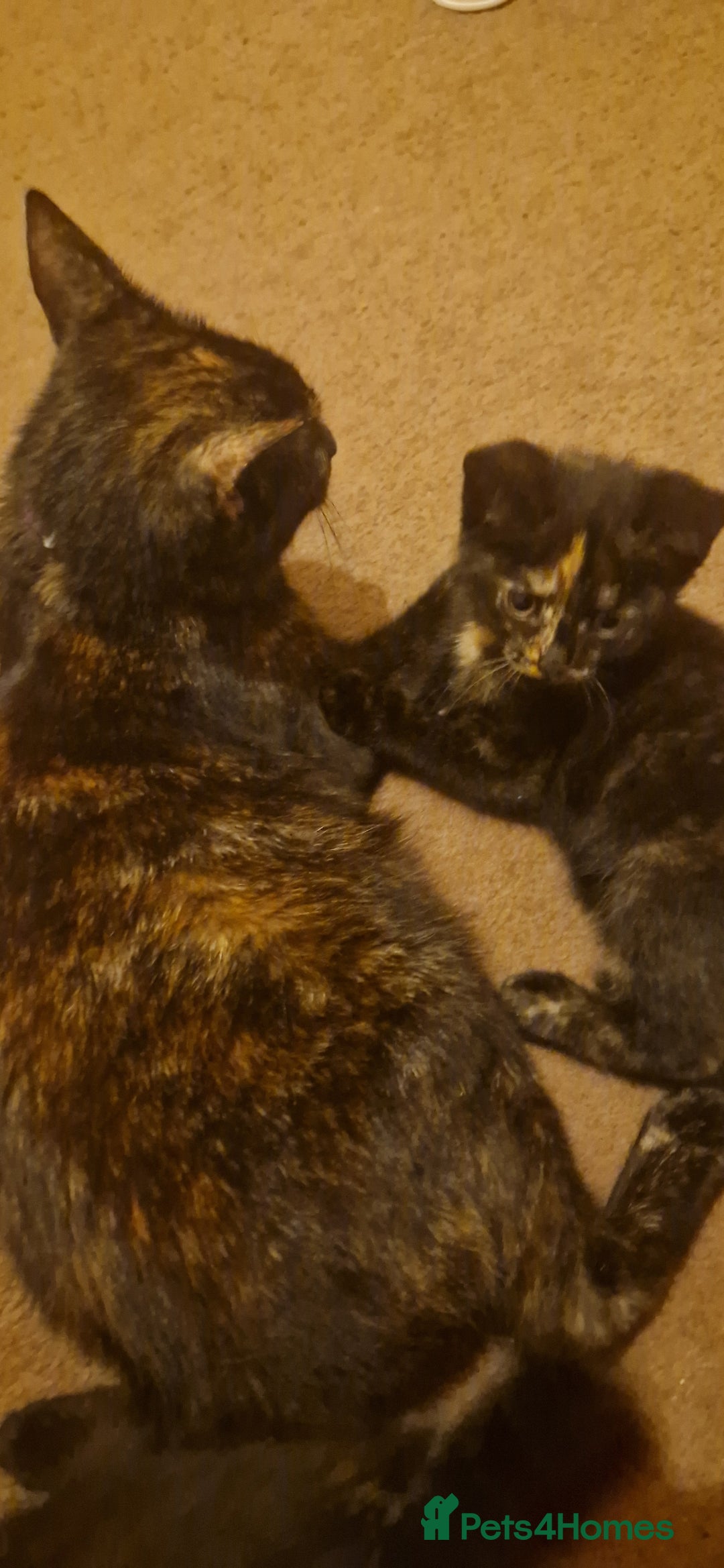European cats for sale: Tortoiseshell kittens, and cat - Image 5