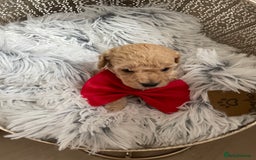 Maltipoo dogs for sale: maltipoo Puppies for sale  - Image 2