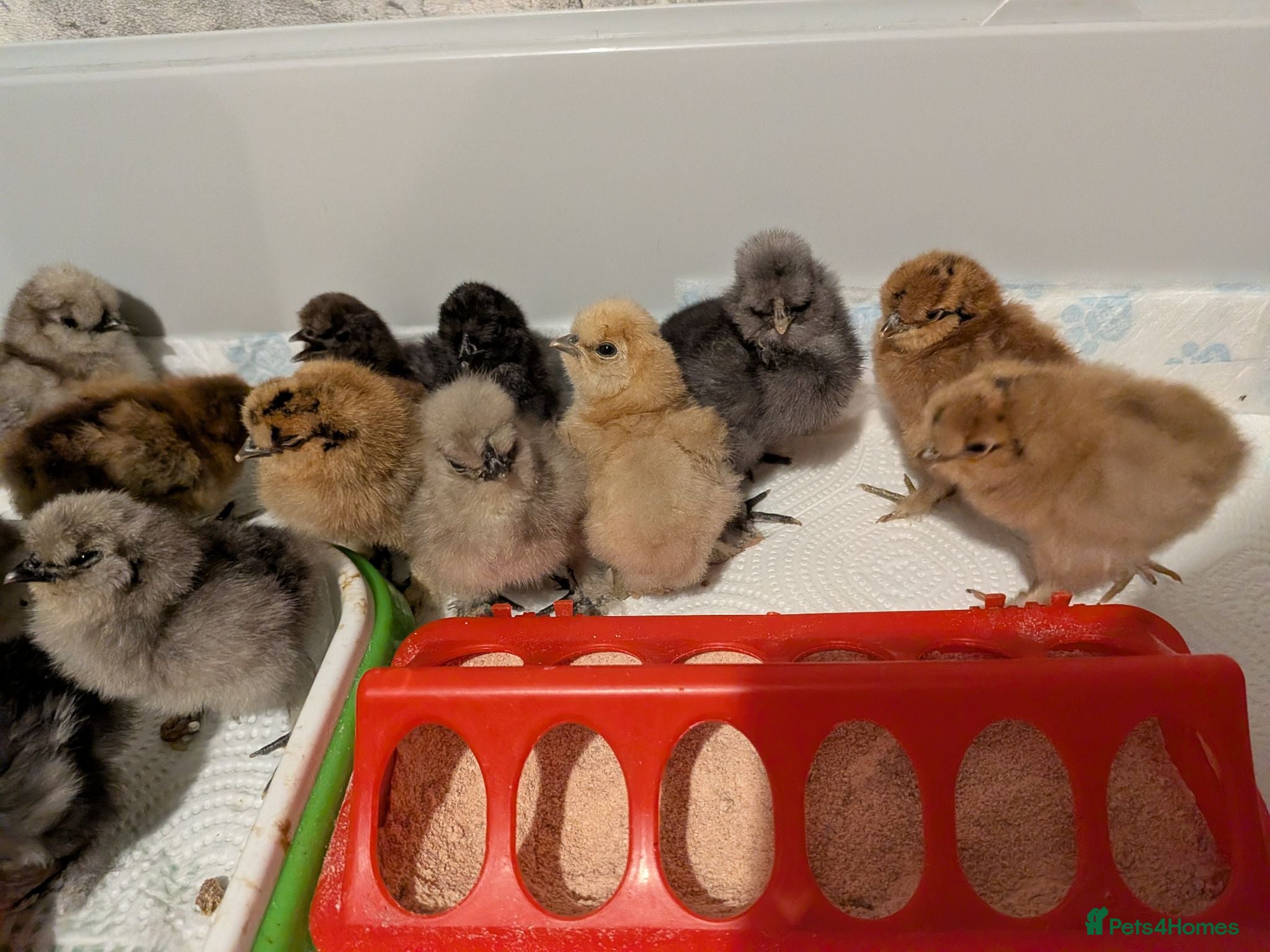 Chickens poultry Silkie chicks  - Advert 1