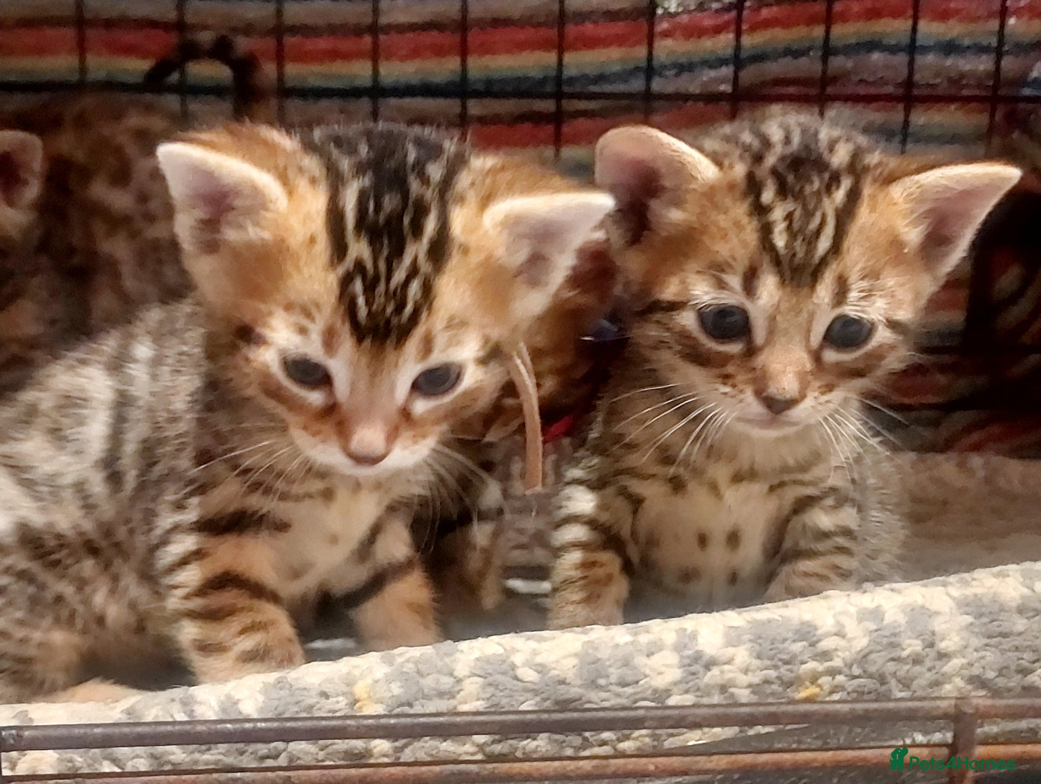 Mixed Breed cats Gingal kittens x 6 (GINger Tom x benGAL - Advert 17
