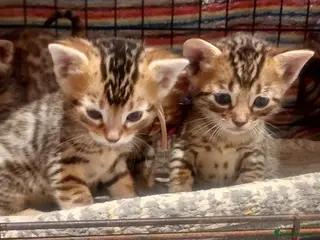 Mixed Breed cats Gingal kittens x 6 (GINger Tom x benGAL - Advert 17