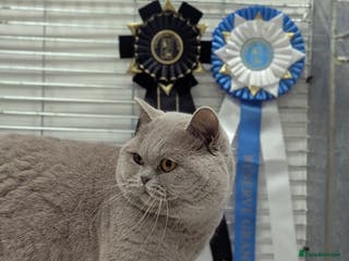 British Shorthair cats Champion title BSH stud in Derby - Advert 12