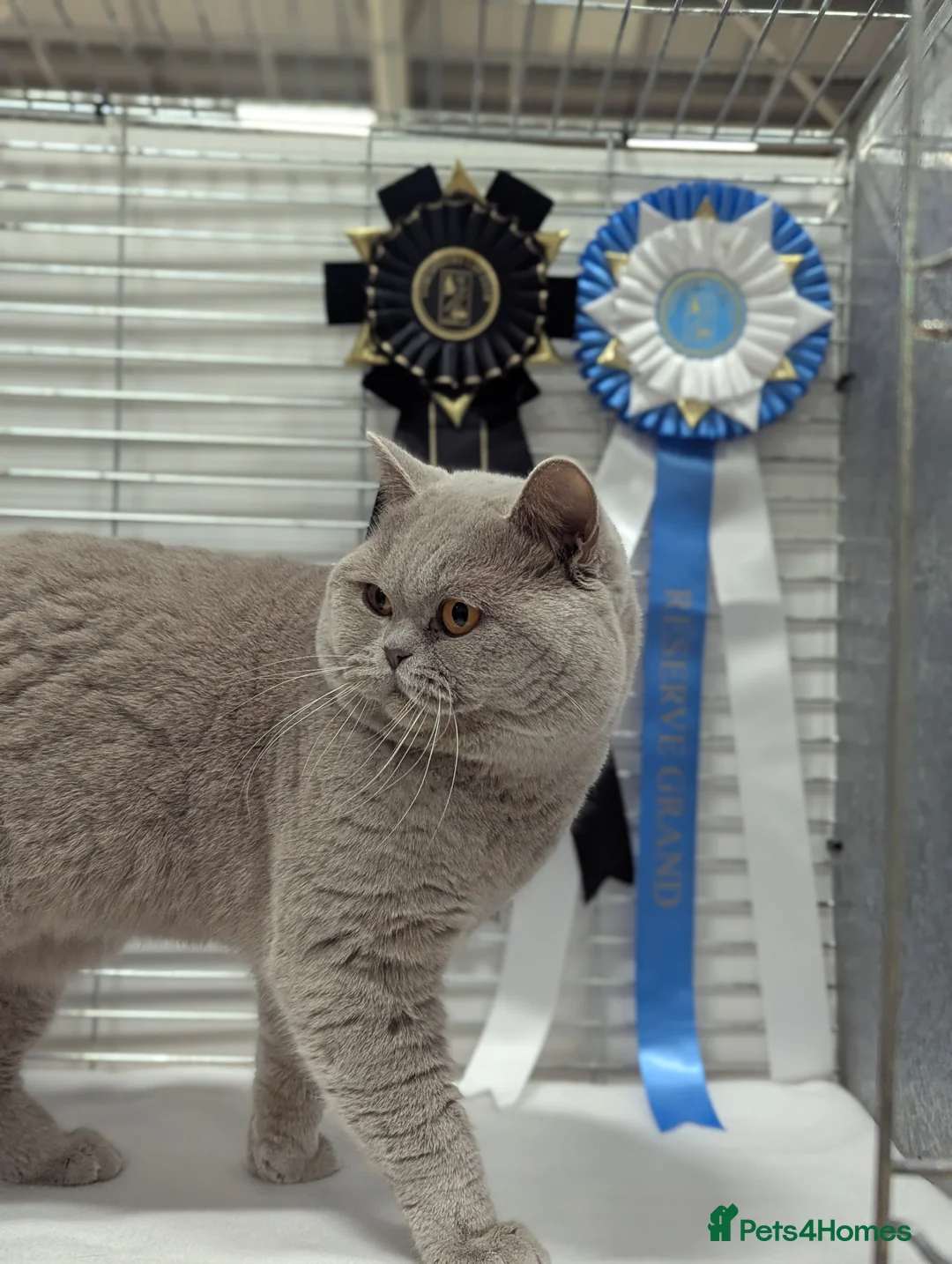 British Shorthair cats for stud: Champion title BSH stud in Derby - Advert 1