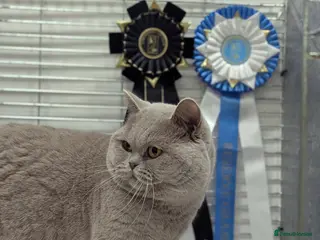 British Shorthair cats Champion title BSH stud in Derby - Advert 21