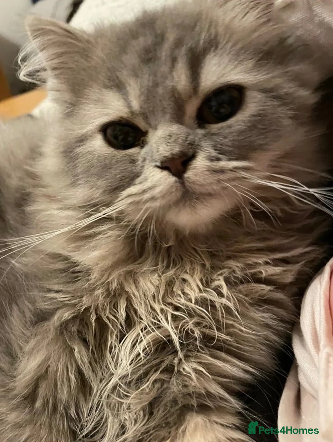 British Longhair cats for sale: Blue Persian Male 💙 - Advert 2