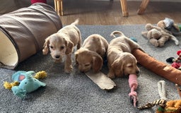Cocker Spaniel dogs for sale: Beautiful gold cocker puppies - Image 14