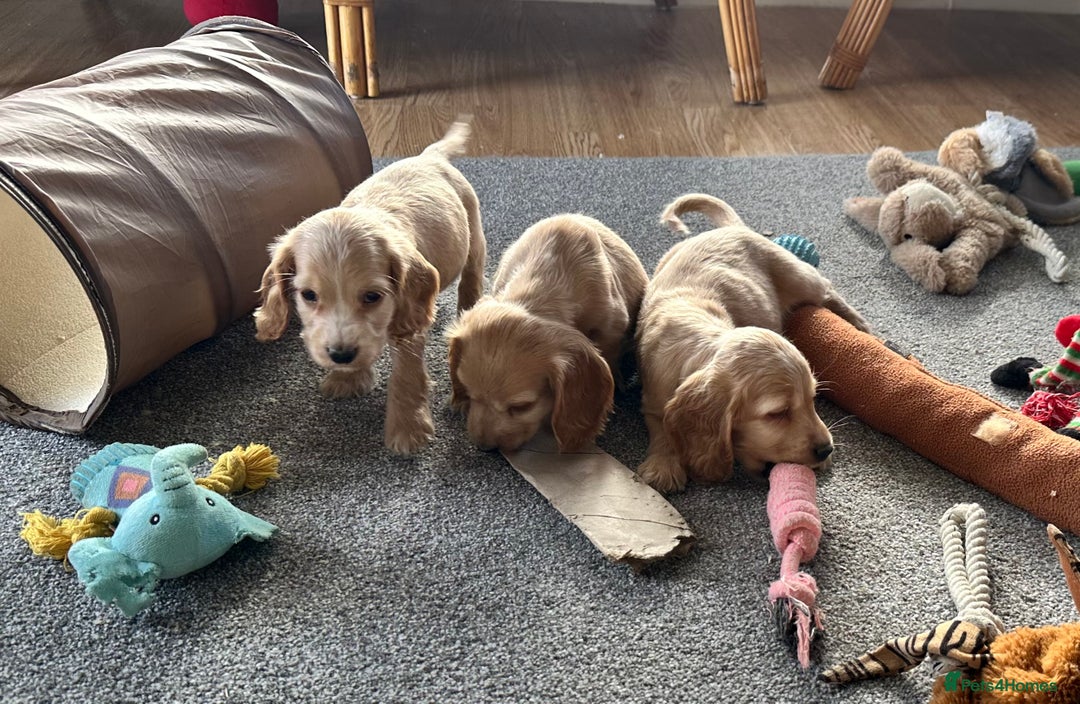 Cocker Spaniel dogs for sale: Beautiful gold cocker puppies - Image 14