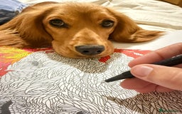 Cockalier dogs for sale: Rehoming Two Young Female Spaniels  - Image 21