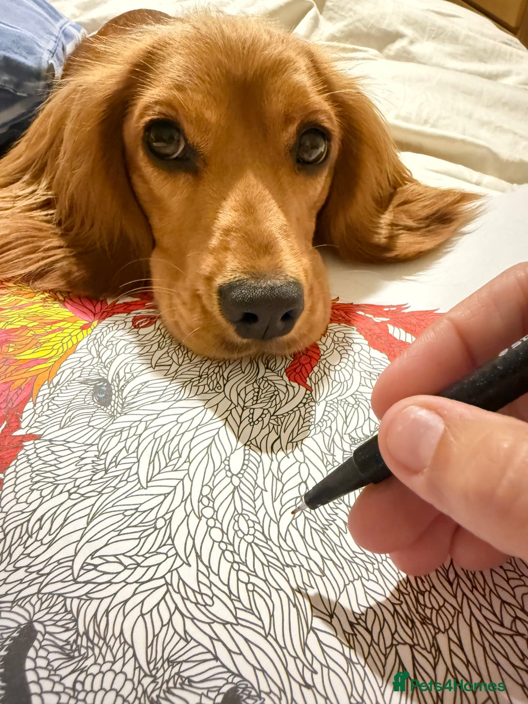 Cockalier dogs for sale: Rehoming Two Young Female Spaniels  - Image 21