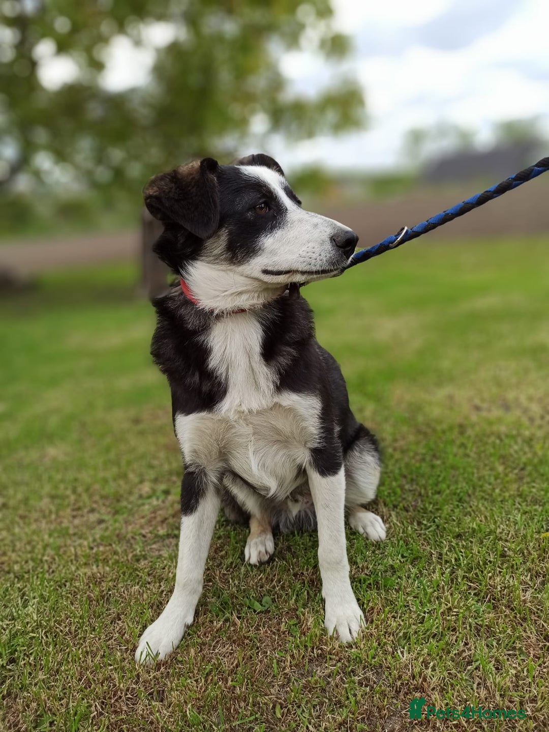 Mixed Breed dogs for adoption: 💙BENNY💙 – Dreams of His First Birthday at Home - Advert 7