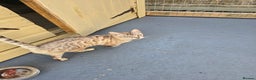 Bengal cats for sale: Championship Bengal Kittens  - Advert 8