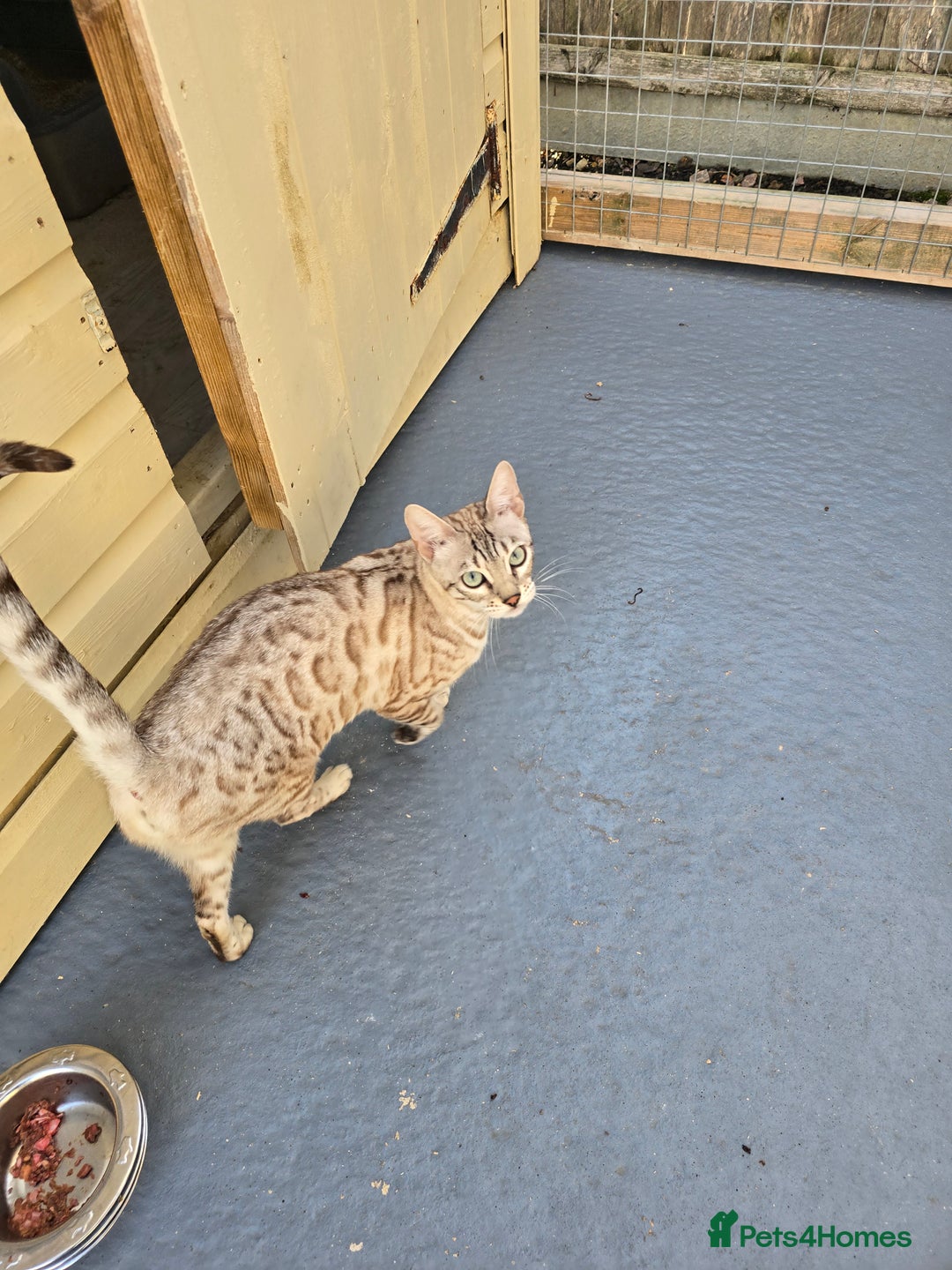 Bengal cats for sale: Championship Bengal Kittens  - Advert 8