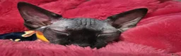 Sphynx cats for sale: 6 month old Female Sphynx Kitten - Advert 6