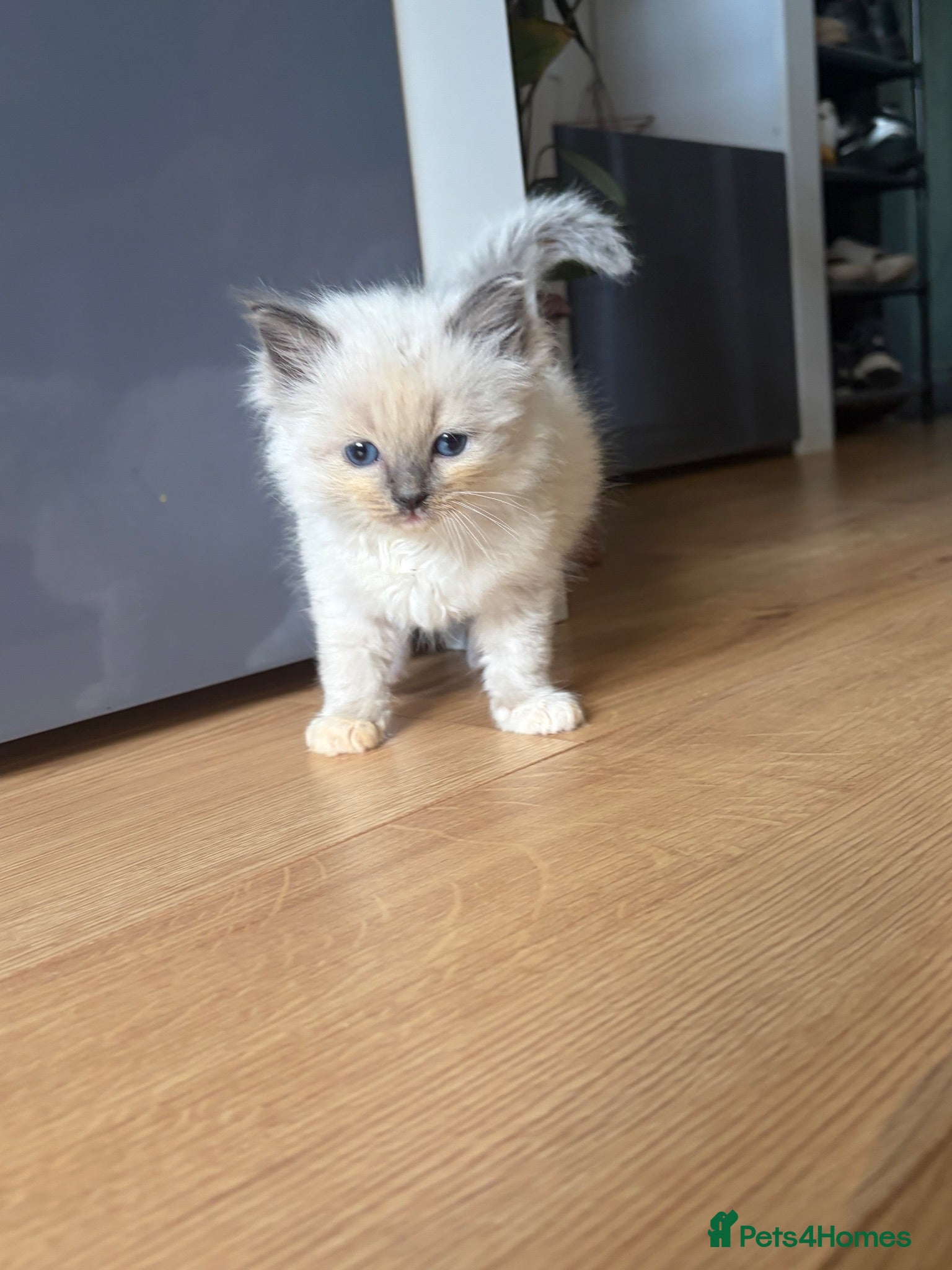 Ragdoll cats Amazing Pure ragdolls  - Advert 2
