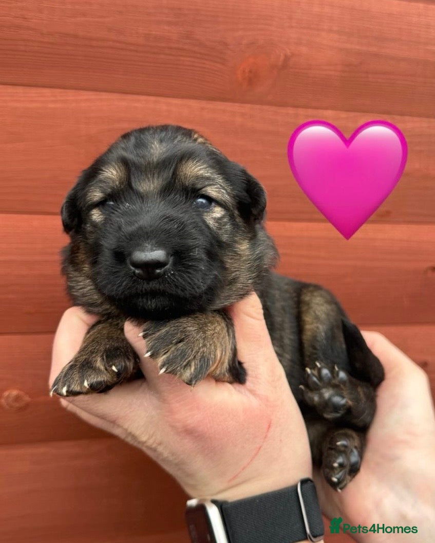 German Shepherd dogs ✨Extensively Health Tested KC Registered pups ✨ - Advert 5