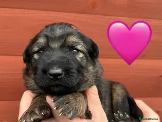 German Shepherd dogs ✨Extensively Health Tested KC Registered pups ✨ - Advert 5