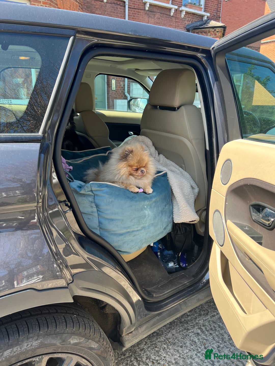 Pomeranian dogs for sale: Teddybear cuddly Retired spayed 1-2 years old  - Image 10