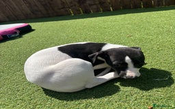 Whippet dogs for sale: One girl left ready to leave  - Image 20