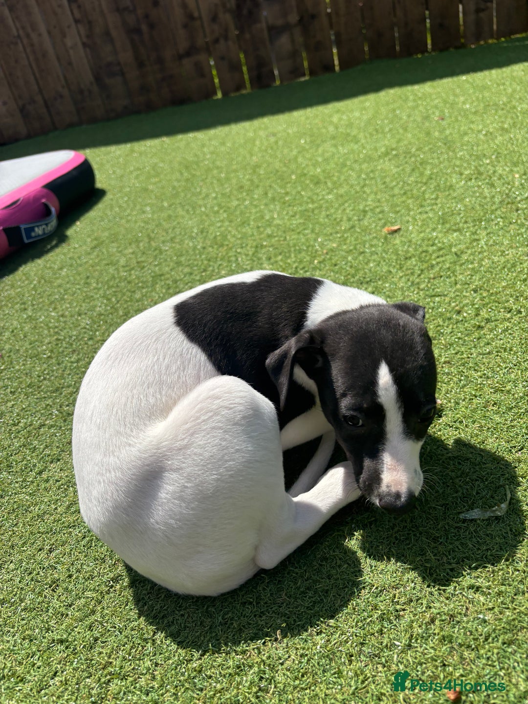 Whippet dogs for sale: One girl left ready to leave  - Image 20