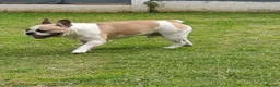 French Bulldog dogs for sale: French Bulldog - Advert 2
