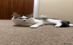 Mixed Breed cats for sale: Beautiful Male fluffy cat - Advert 2