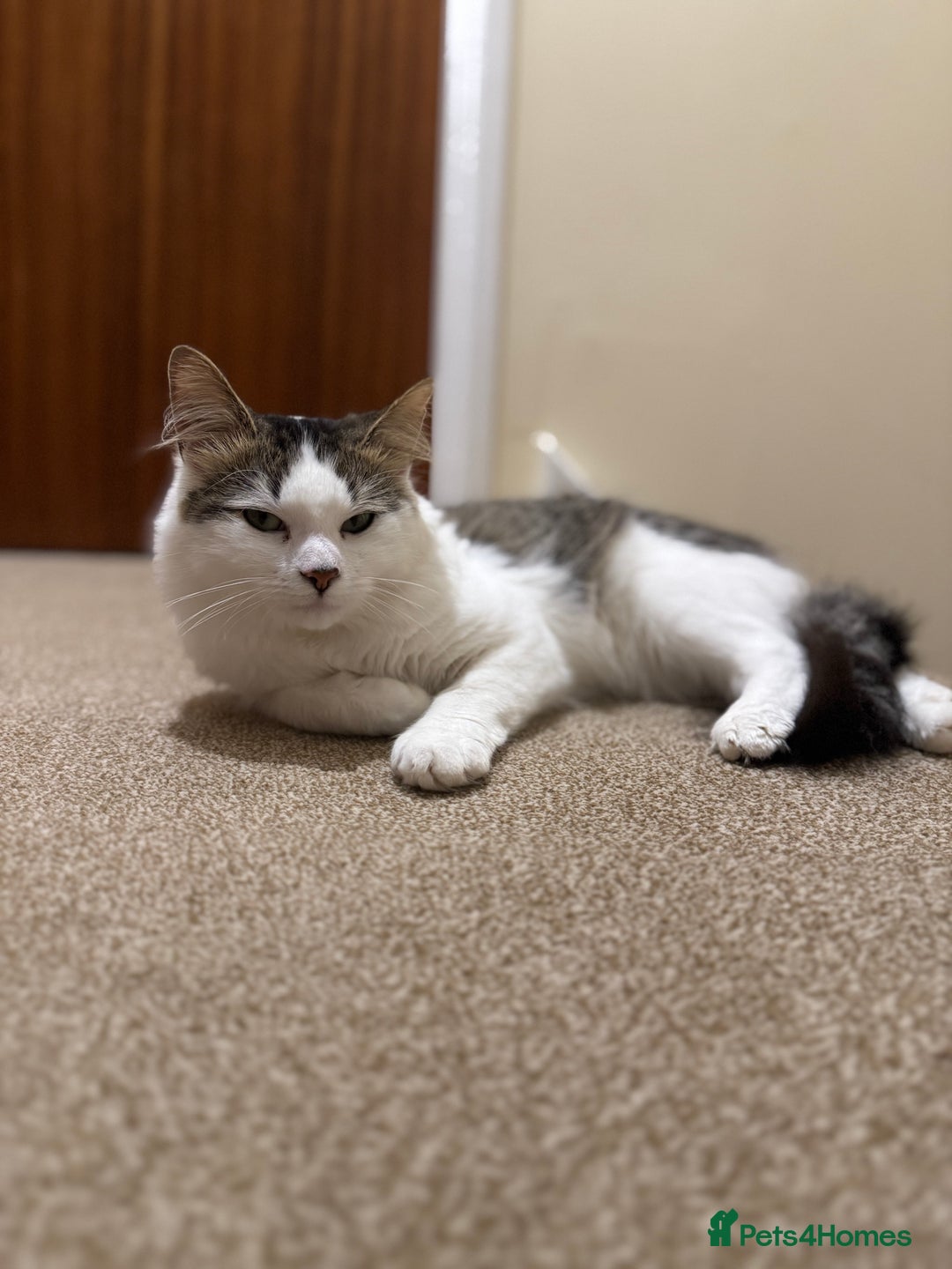 Mixed Breed cats for sale: Beautiful Male fluffy cat - Advert 2