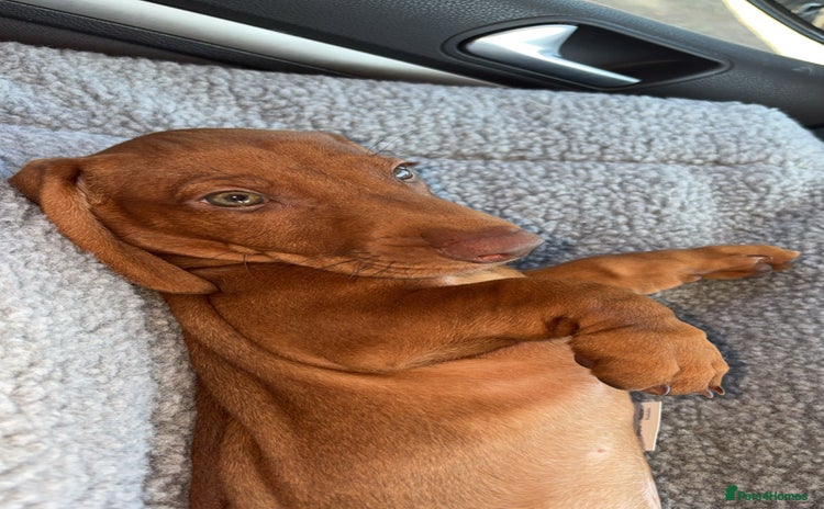 Dachshund dogs - Advert 13