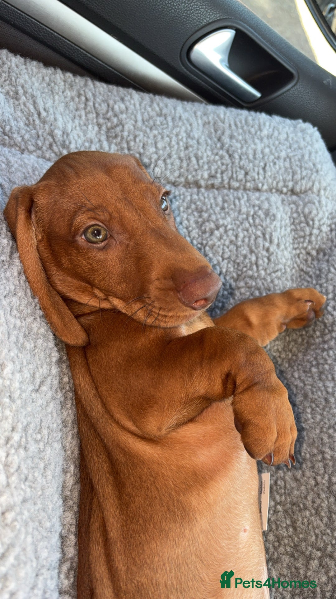 Dachshund dogs for sale: Boy dachshund puppy  - Image 1