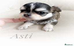 Chihuahua dogs for sale: KC rare husky marking chihuahua puppies Thai lines - Image 34