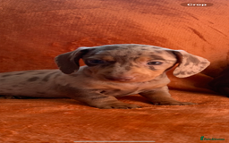 Miniature Dachshund dogs for sale: Minature daschund rainbow litter READY 19th SEPT - Image 3