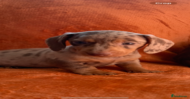 Miniature Dachshund dogs - Advert 1