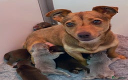 Jack Russell dogs for sale: miniature jack russell pups for sale  - Advert 1