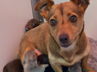 Jack Russell dogs miniature jack russell pups for sale - Advert 6