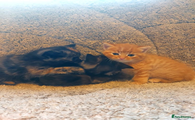 British Longhair cats - Advert 1