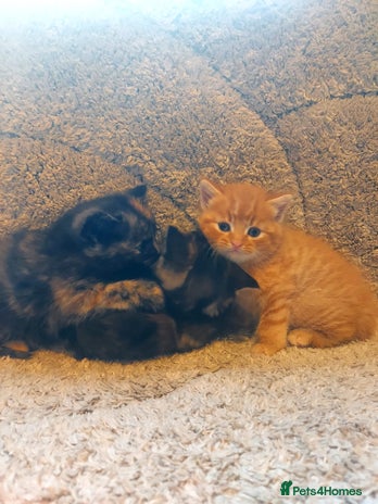 British Longhair cats - Advert 1