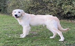 Golden Retriever dogs for sale: Championline puppies in London - Image 2