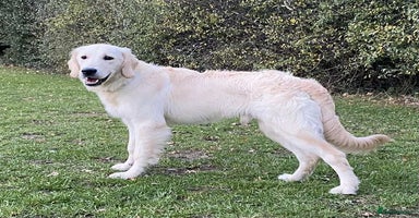 Golden Retriever dogs in London - Advert 11