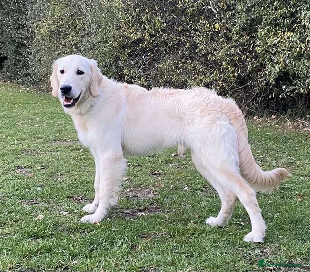 Golden Retriever dogs for sale: Championline puppies in London - Image 2