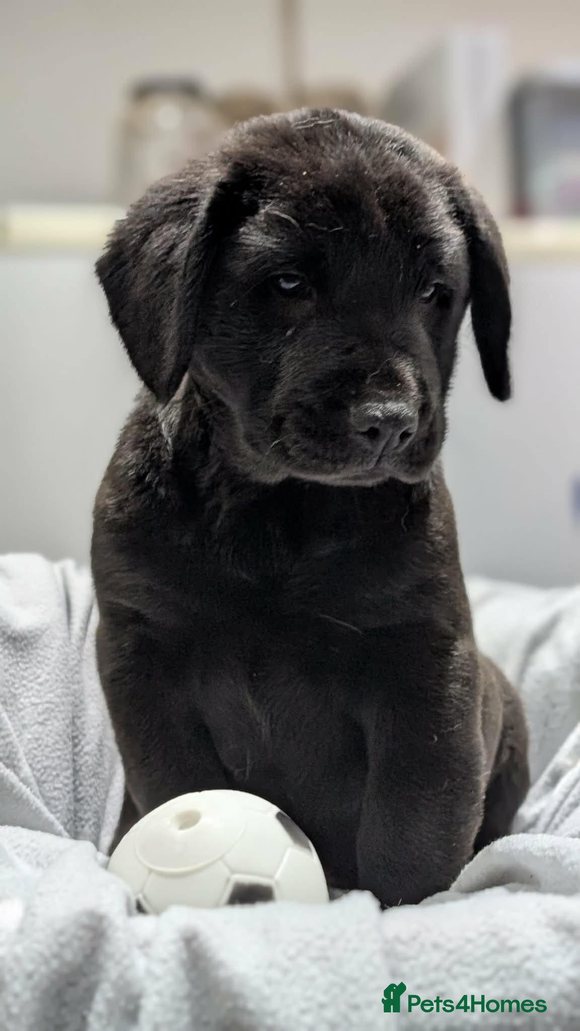 Mixed Breed dogs Cocker Spaniel cross Chow Chow puppies - Advert 12