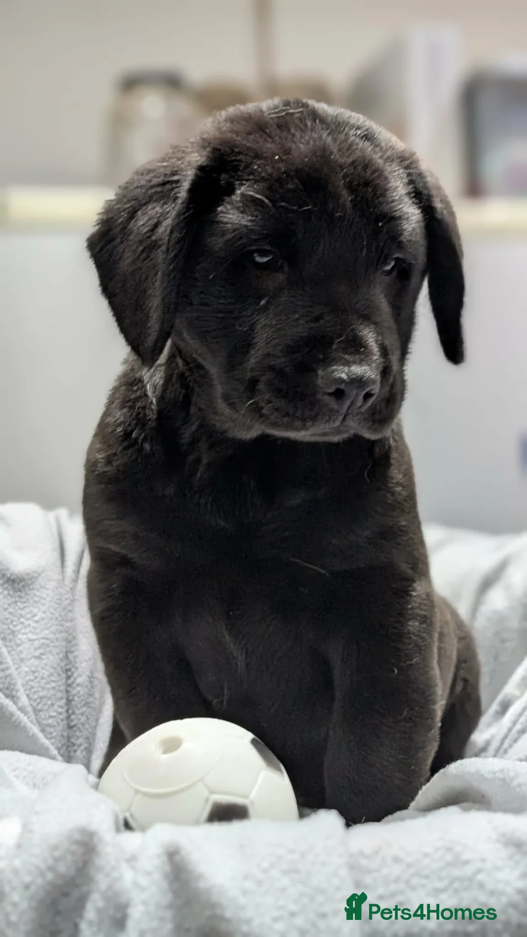 Mixed Breed dogs for sale: Cocker Spaniel cross Chow Chow puppies - Advert 1