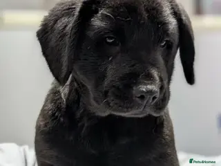 Mixed Breed dogs Cocker Spaniel cross Chow Chow puppies - Advert 12