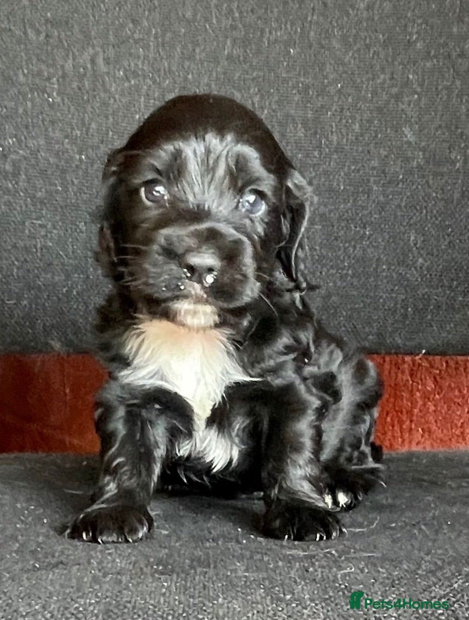 Cocker Spaniel dogs 3 beautiful cocker spaniel pups - Advert 1