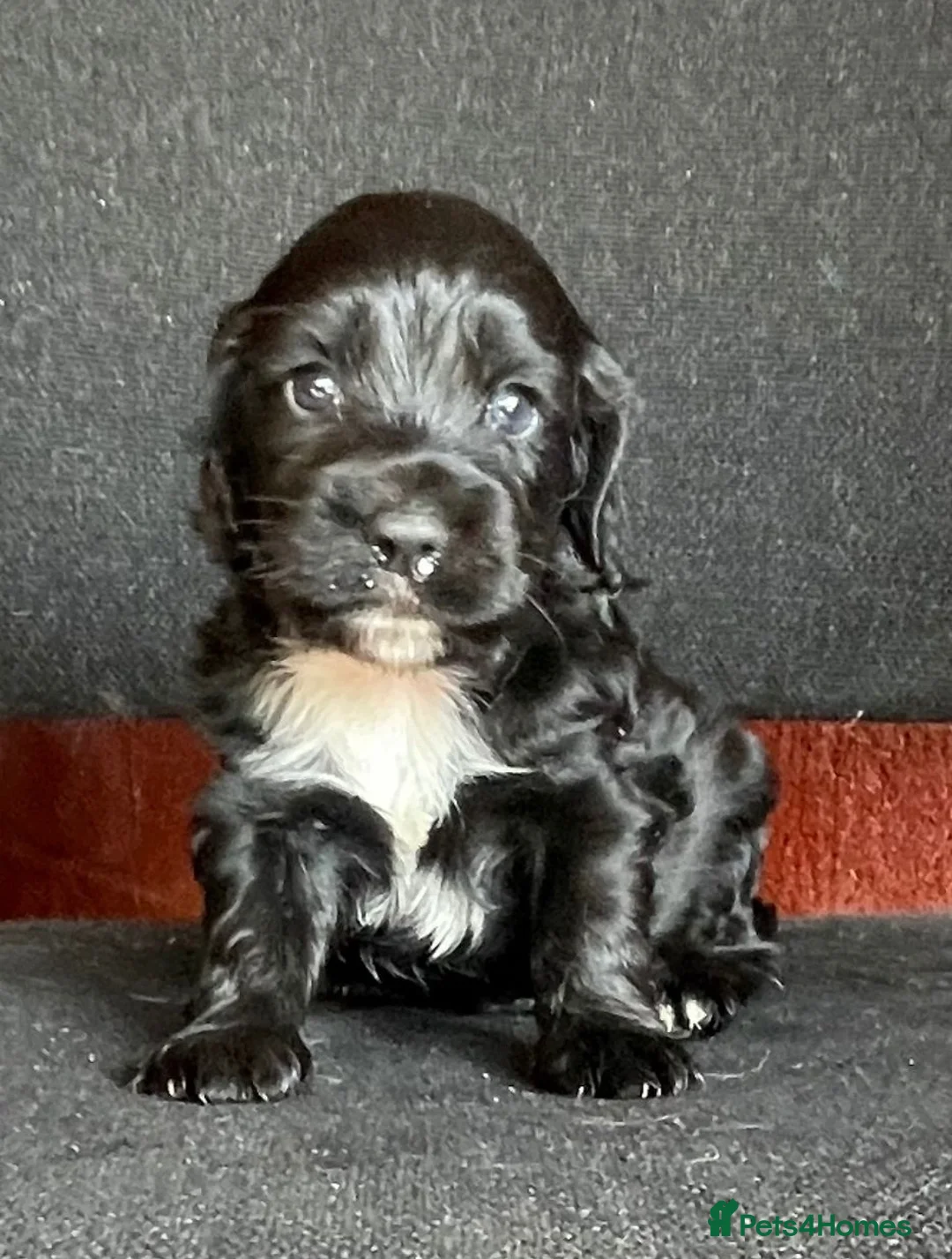 Cocker Spaniel dogs for sale: 3 beautiful cocker spaniel pups in Cullompton - Advert 1