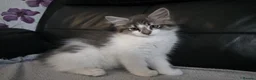 Maine Coon cats for sale: Beautiful and playful half Maine coon kittens  - Advert 6