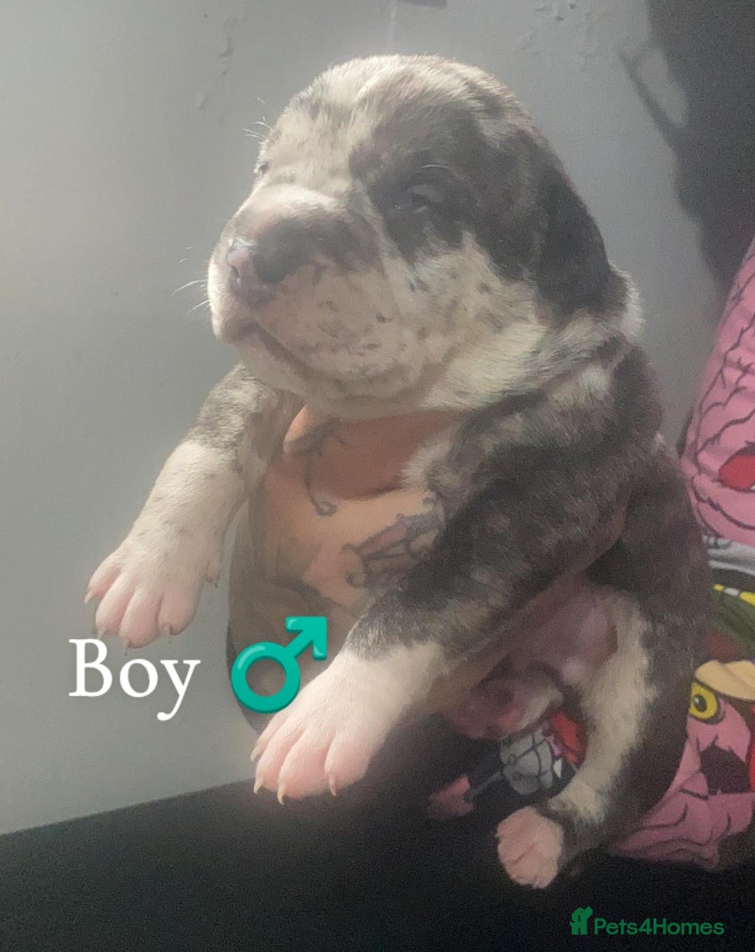 Mixed Breed dogs for sale: American Bull Staffy Puppies - Image 7