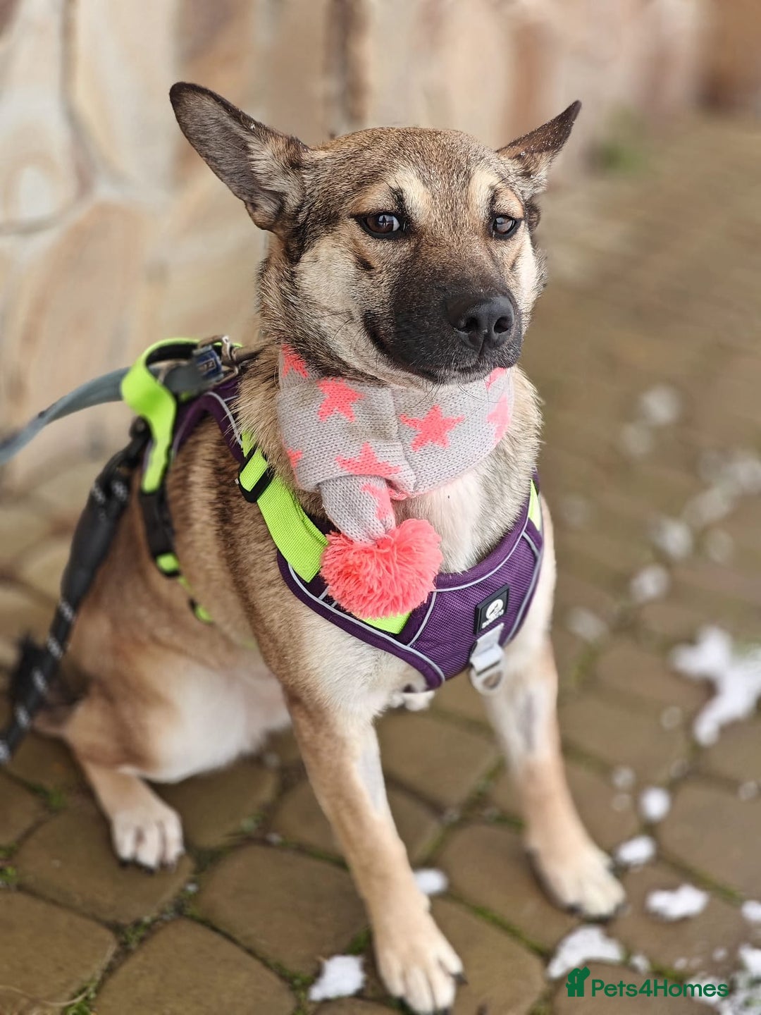 Mixed Breed dogs for adoption: ❤️TESSA – Soft and Gentle Puppy❤️ - Advert 10