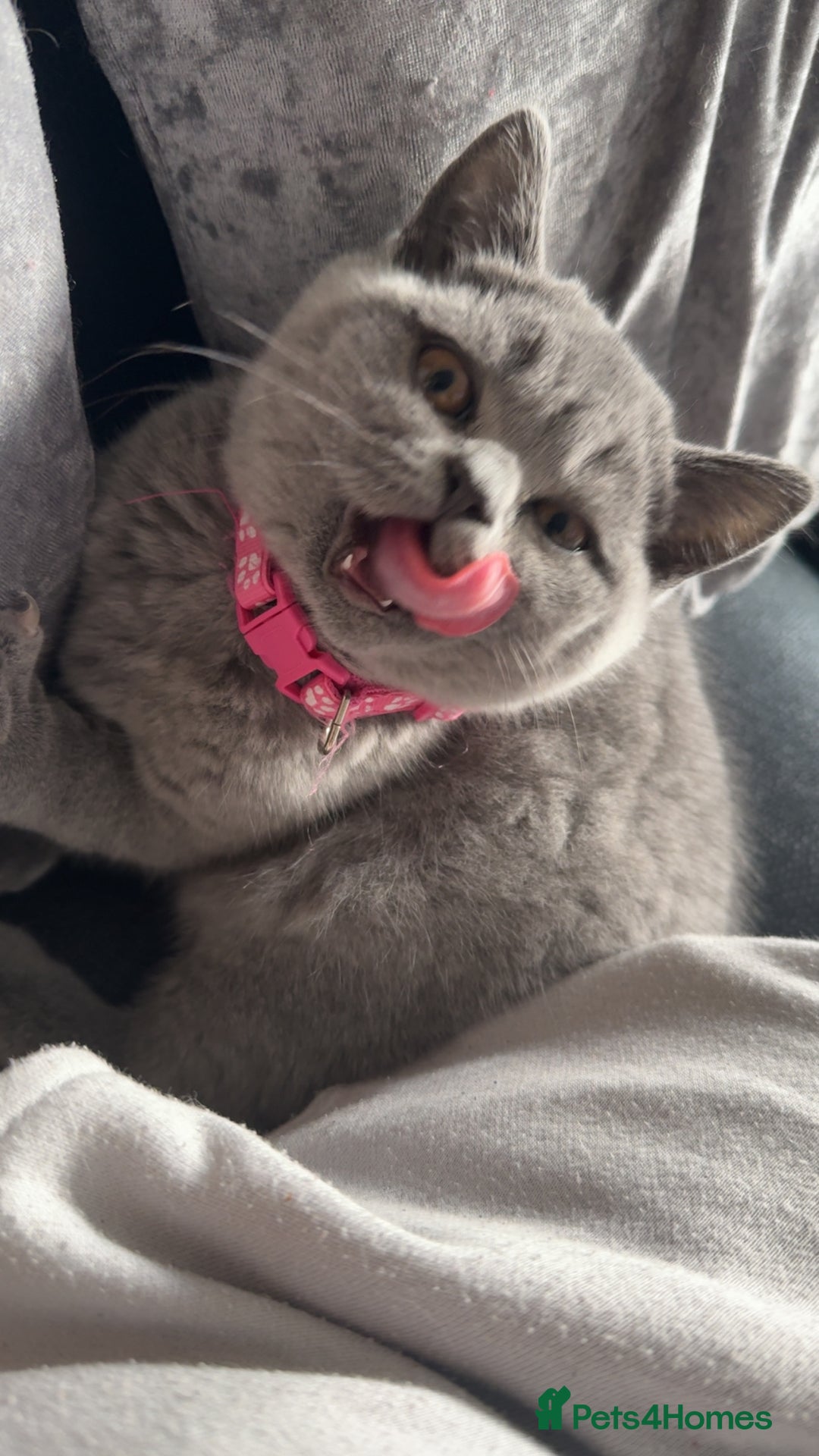 British Shorthair cats for sale: Beautiful British shorthair girl ready now - Advert 7