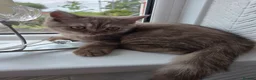 British Longhair cats for sale: British long Hair  - Advert 3